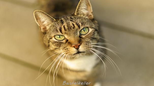 Deutsche Hauskatze