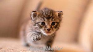 Gebet eines (Streuner) Katzenkind