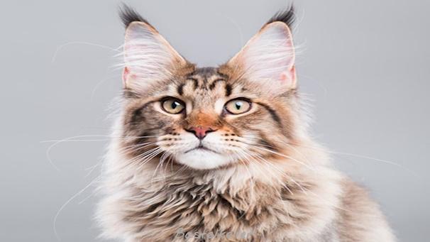 Maine Coon Katze