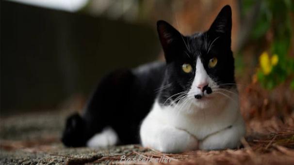 Tuxedo